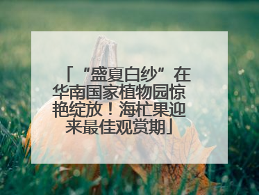 “盛夏白纱”在华南国家植物园惊艳绽放！海杧果迎来最佳观赏期