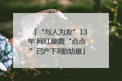 “与人为友”13年 网红麋鹿“点点”已产下8胎幼崽
