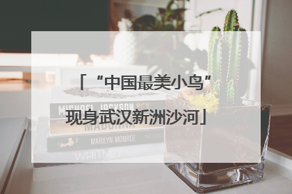 “中国最美小鸟”现身武汉新洲沙河
