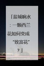 盐城响水：一颗西兰花如何变成“致富花”？