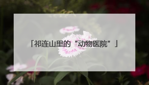 祁连山里的“动物医院”