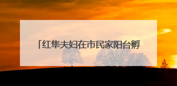 红隼夫妇在市民家阳台孵蛋多日未归，市民将蛋送往红山动物园“抢救”