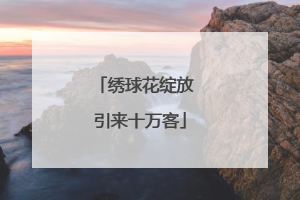 绣球花绽放 引来十万客