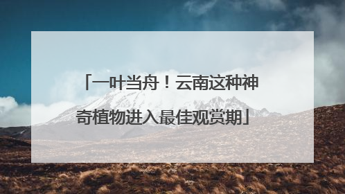 一叶当舟！云南这种神奇植物进入最佳观赏期
