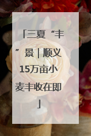 三夏“丰”景｜顺义15万亩小麦丰收在即