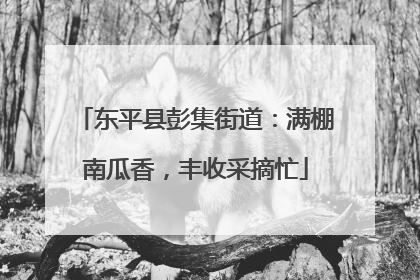 东平县彭集街道：满棚南瓜香，丰收采摘忙