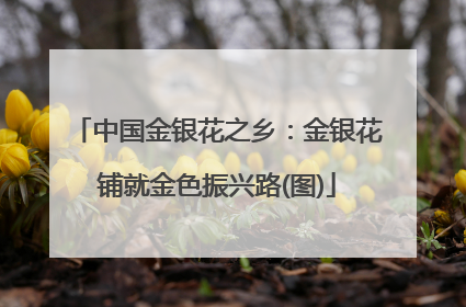 中国金银花之乡：金银花铺就金色振兴路(图)