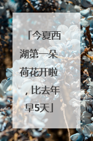 今夏西湖第一朵荷花开啦，比去年早5天