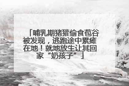 哺乳期猪獾偷食苞谷被发现，逃跑途中累瘫在地！就地放生让其回家“奶孩子”