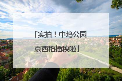实拍！中坞公园京西稻插秧啦
