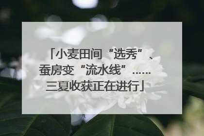 小麦田间“选秀”、蚕房变“流水线”……三夏收获正在进行