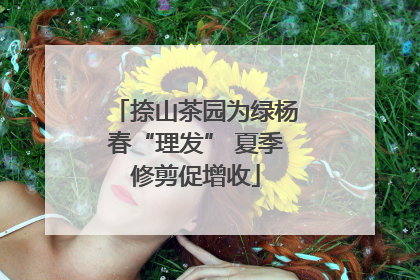 捺山茶园为绿杨春“理发” 夏季修剪促增收