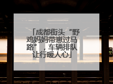 成都街头“野鸡妈妈带崽过马路”，车辆排队让行暖人心