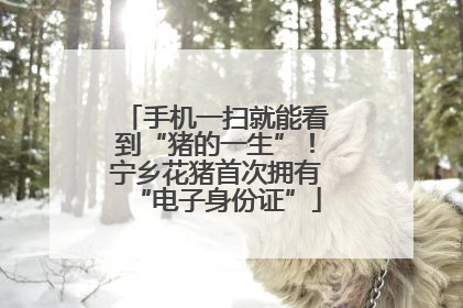 手机一扫就能看到“猪的一生”！宁乡花猪首次拥有“电子身份证”