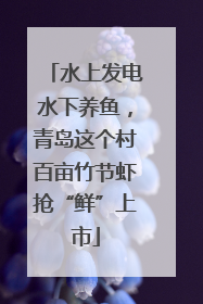 水上发电水下养鱼，青岛这个村百亩竹节虾抢“鲜”上市