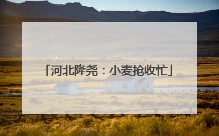 河北隆尧：小麦抢收忙