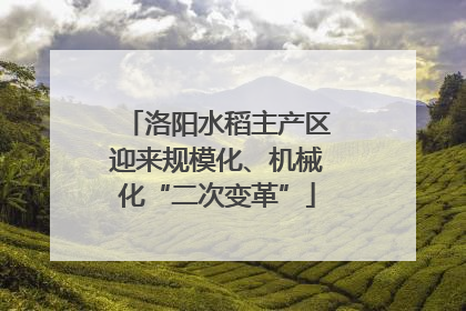 洛阳水稻主产区迎来规模化、机械化“二次变革”