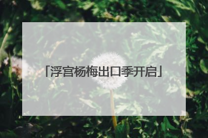 浮宫杨梅出口季开启