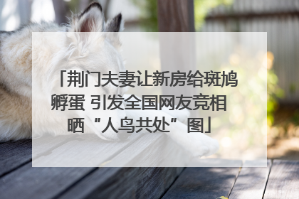 荆门夫妻让新房给斑鸠孵蛋 引发全国网友竞相晒“人鸟共处”图