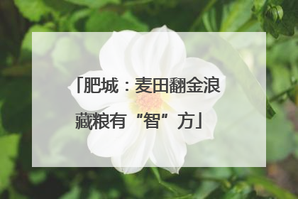 肥城：麦田翻金浪藏粮有“智”方