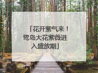 花开紫气来！鹭岛大花紫薇进入盛放期