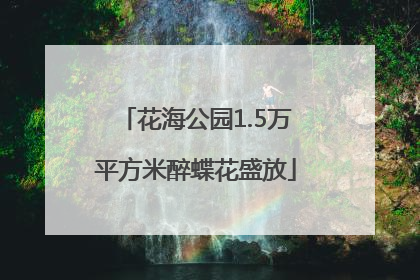 花海公园1.5万平方米醉蝶花盛放