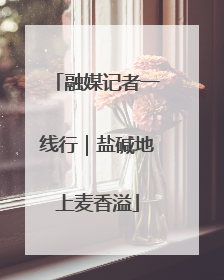 融媒记者一线行｜盐碱地上麦香溢
