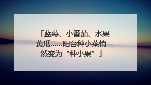 蓝莓、小番茄、水果黄瓜……阳台种小菜悄然变为“种小果”