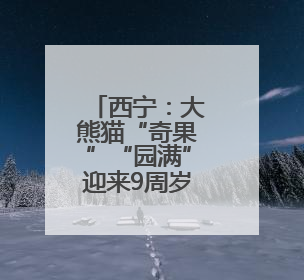 西宁：大熊猫“奇果”“园满”迎来9周岁生日会