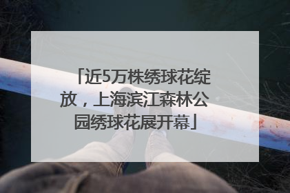 近5万株绣球花绽放，上海滨江森林公园绣球花展开幕