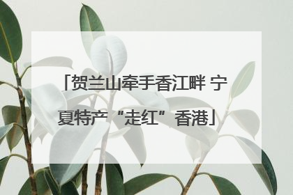 贺兰山牵手香江畔 宁夏特产“走红”香港