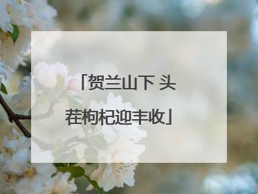 贺兰山下 头茬枸杞迎丰收