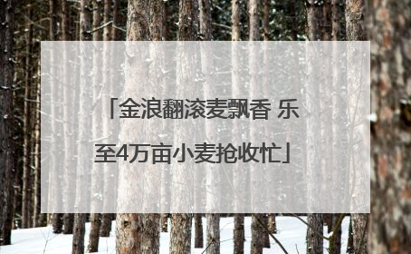 金浪翻滚麦飘香 乐至4万亩小麦抢收忙