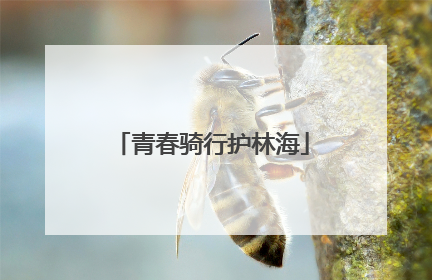 青春骑行护林海