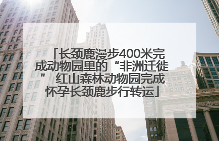 长颈鹿漫步400米完成动物园里的“非洲迁徙” 红山森林动物园完成怀孕长颈鹿步行转运