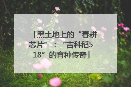 黑土地上的“春耕芯片”：“吉科稻518”的育种传奇